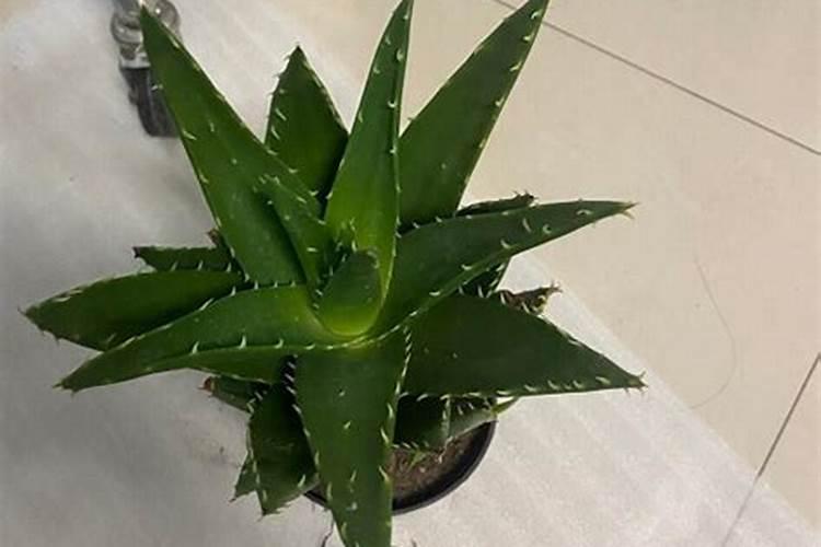 芦荟用什么肥料长得快,怎样养大养胖？