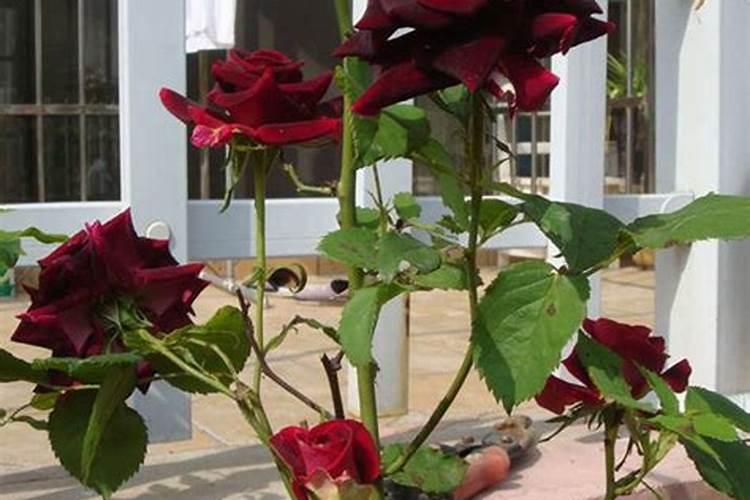 月季的施肥时间及方法