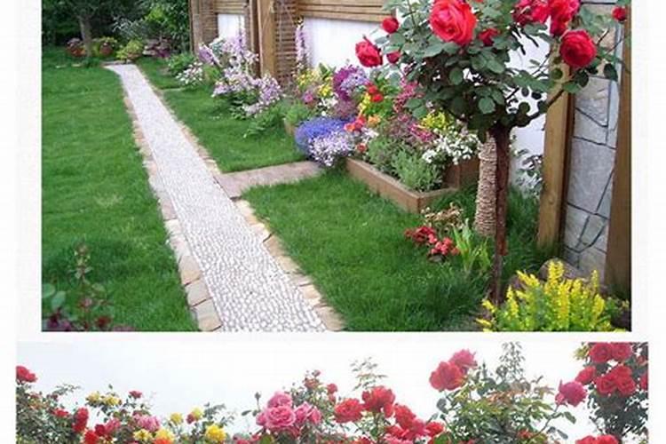 月季一般多久施一次肥 月季需要施肥的频率是多久？