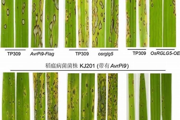 草莓需要叶面肥的时期及草莓叶面肥的施用要点