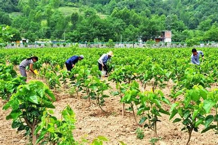 磷酸二氢钾和甲拌磷能,一会儿用在黄豆上行吗？