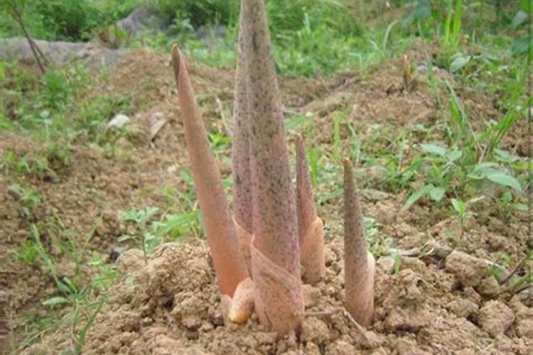 这是魔芋软腐病吗？闻病株有臭味