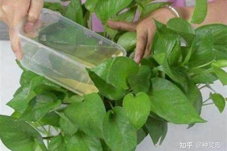 营养液怎么用 半月施肥一次