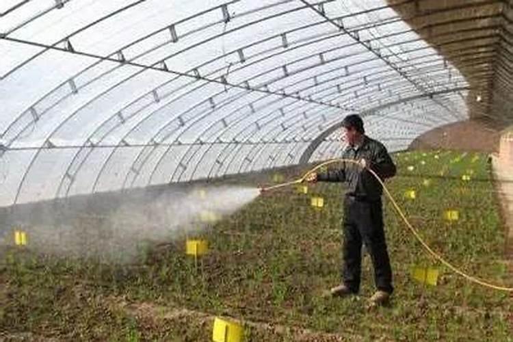 一亩烤烟用多少钾肥 什么时候施钾肥好