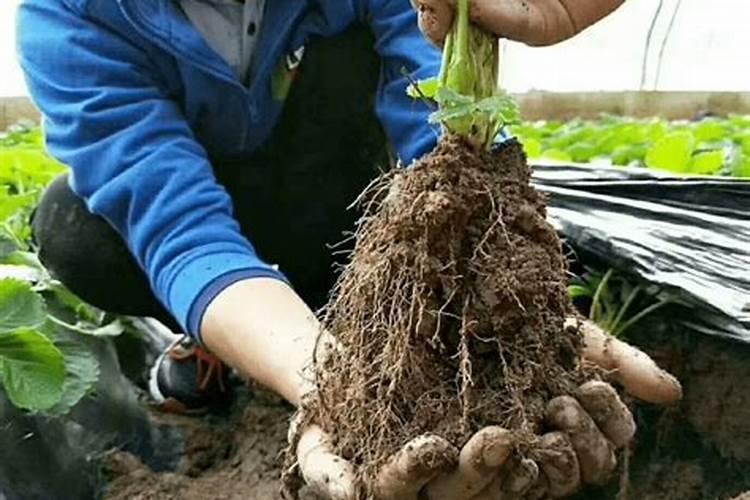 芸苔素能促进生根吗 芸苔素促进生根吗
