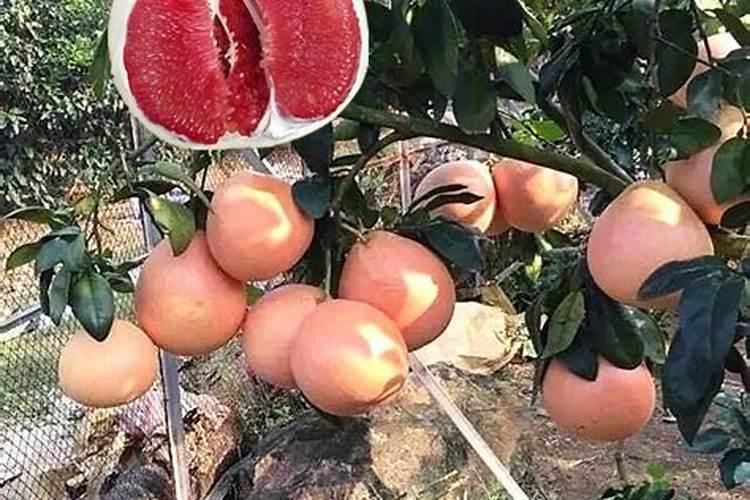 猕猴桃春季施肥注意什么