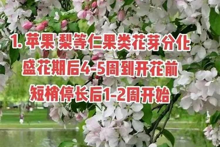 种葡萄用什么肥料？