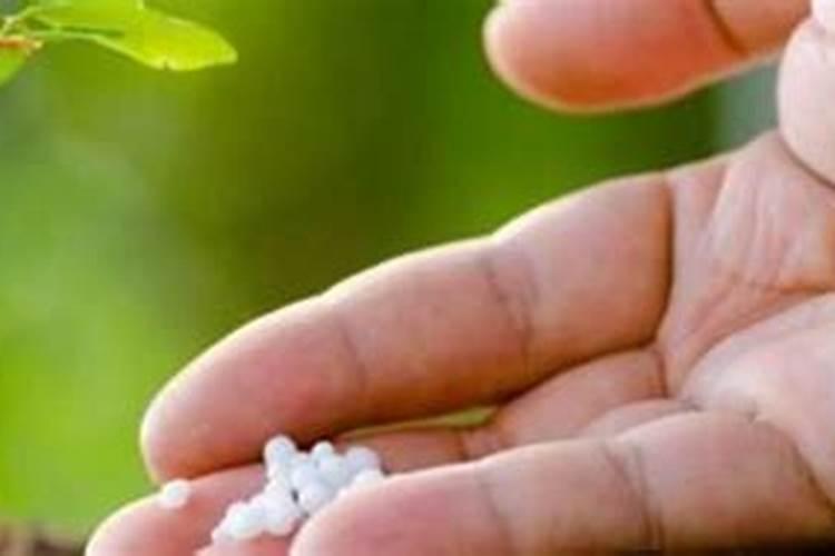 多肉可以用糖化硼肥片吗