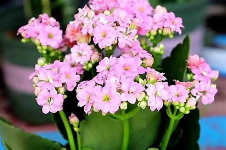 多肉可以施硅肥吗？