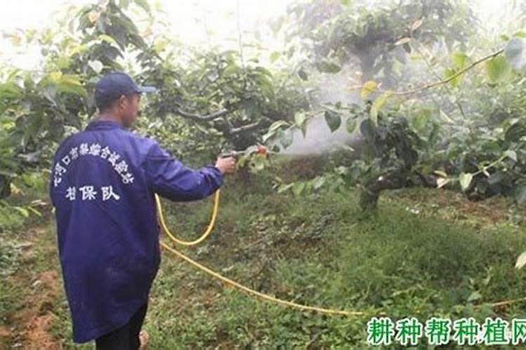 柿子树用什么肥料长得快