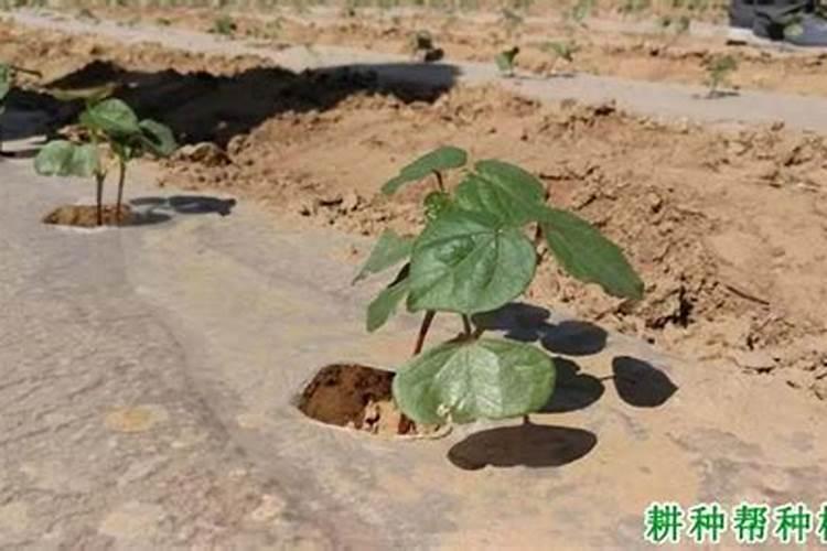 梨树施肥时间与方法
