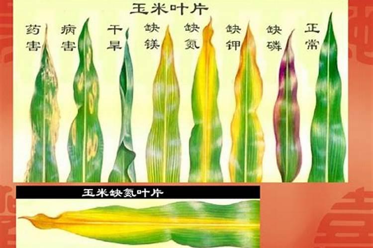 叶面肥多久被植物吸收