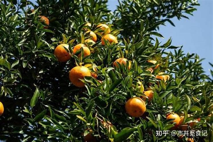 桔子树施什么肥才会又甜又高产
