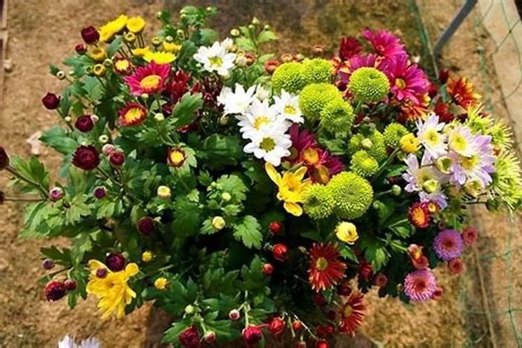 什么是盆栽菊花施肥技术？