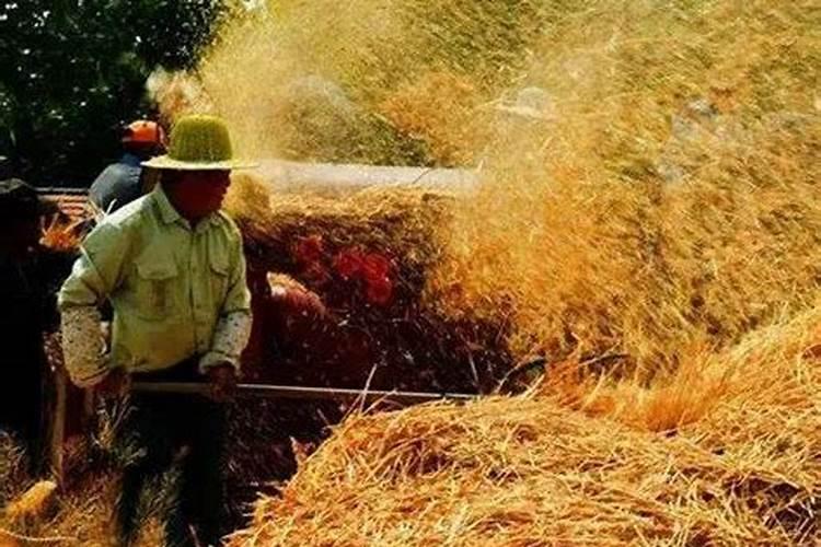 ...青枯会影响花生产量,田间花生大量青枯时,应该怎么办呢？