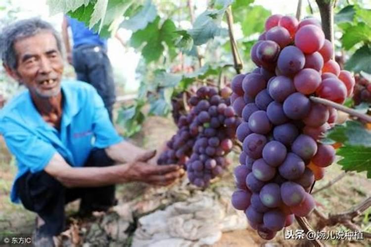 大蒜苗期发黄沤根、植株早衰,防治用什么肥好