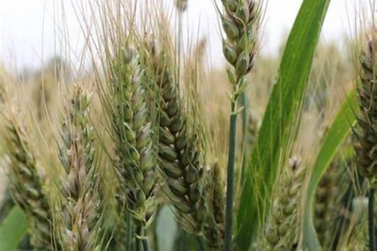 小麦可以用含高氯的复合肥吗 高氯复合肥可以做小麦底肥吗