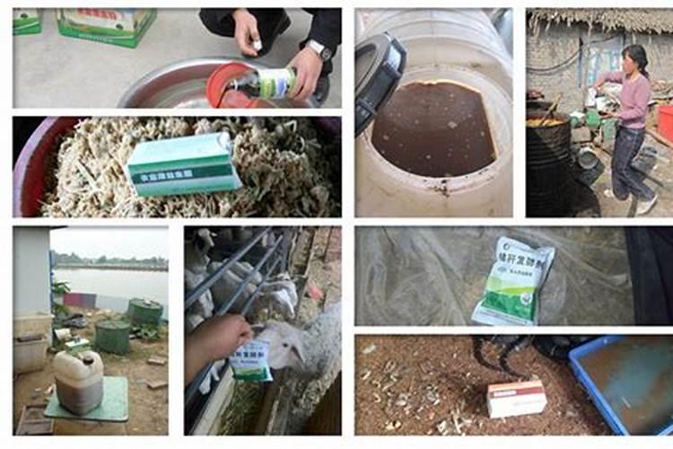 草鱼的粪便可以当肥料吗？怎么发酵