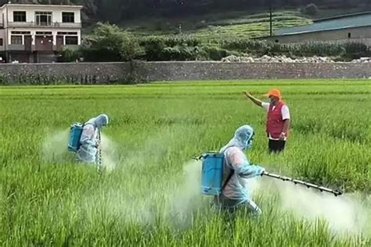 娃娃菜包心期怎么施肥