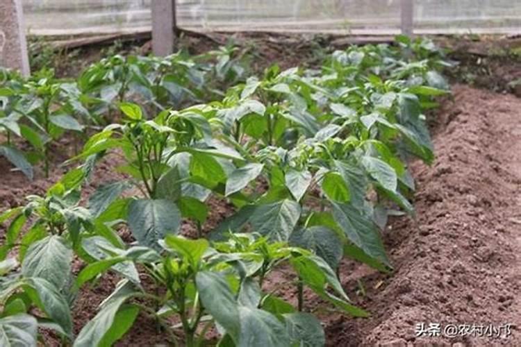 大棚辣椒水肥管理