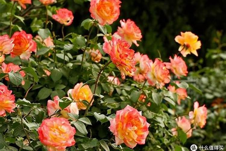 玫瑰施肥方法,用什么肥好