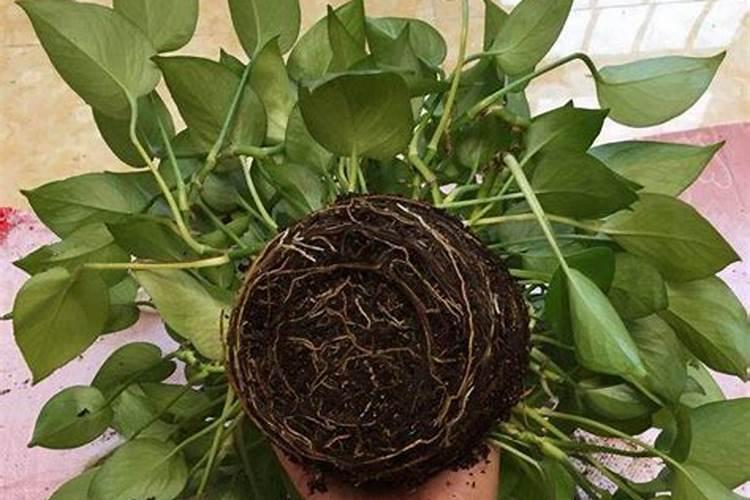 柑橘全年用药一览表