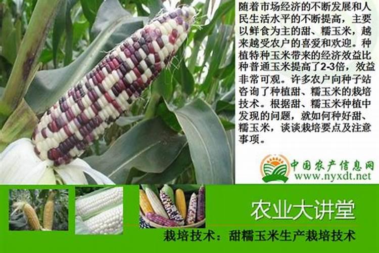 糯玉米什么方法早熟
