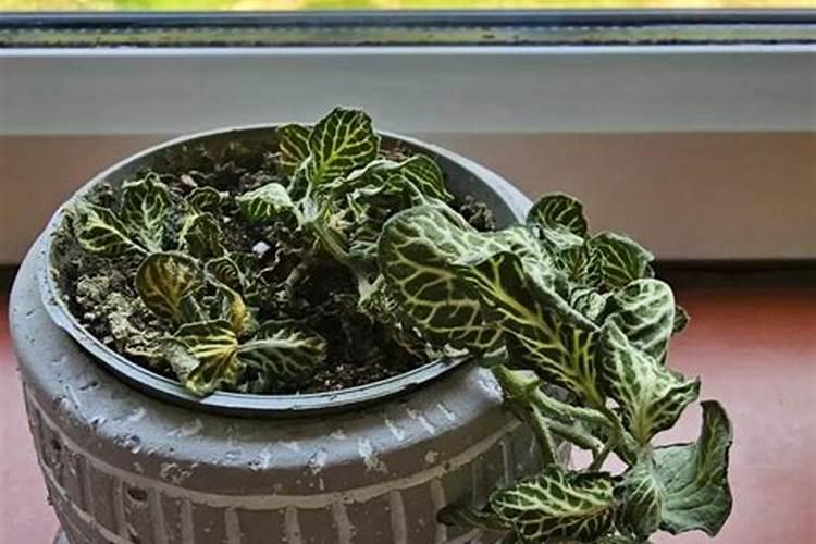 海藻肥浇花可以长期用吗？