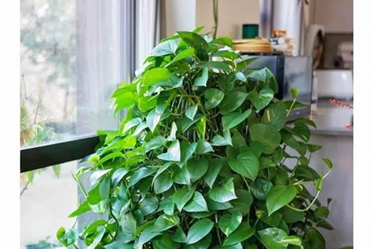 水养的绿萝水里要加什么才长得好？