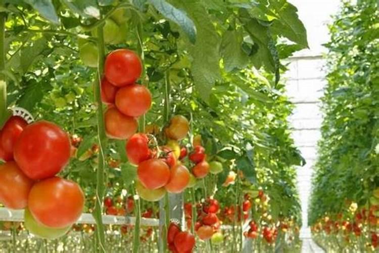 自己在家种花用什么肥料最好