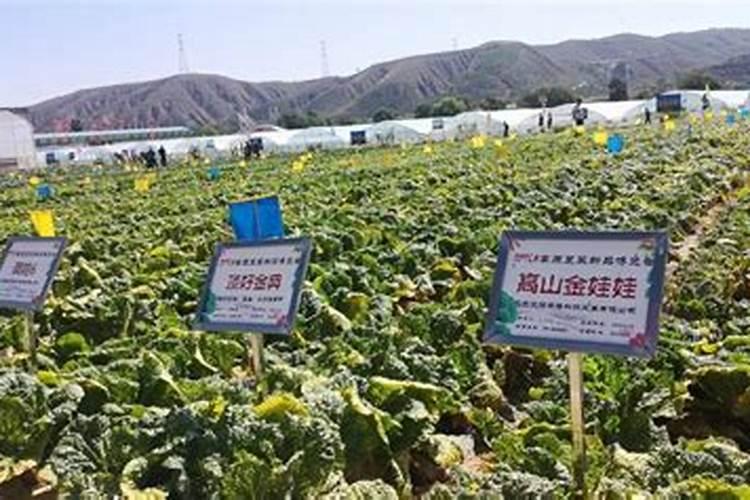 黄瓜什么时候浇水最好