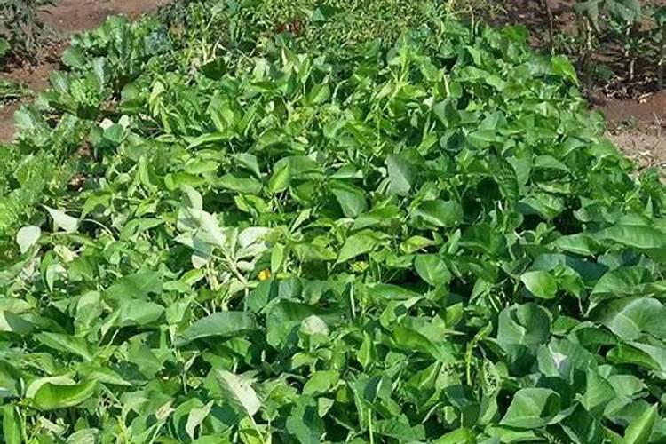 露台种菜如何防虫