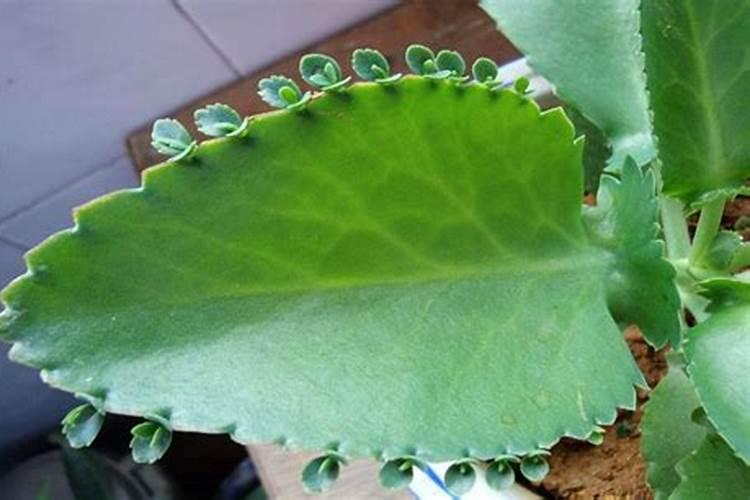 落地生根施什么肥