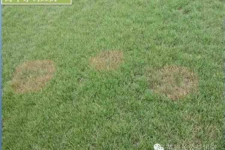 怎样做才能让草坪快速返青