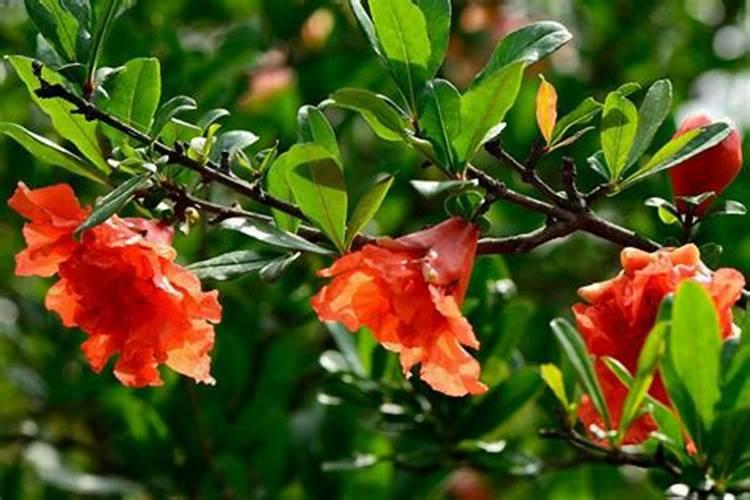 哪种有机肥最好