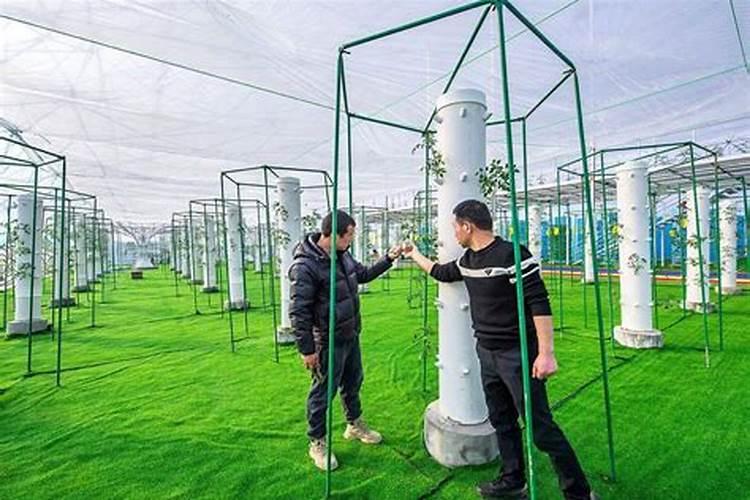 小香葱可以用雾培种植吗