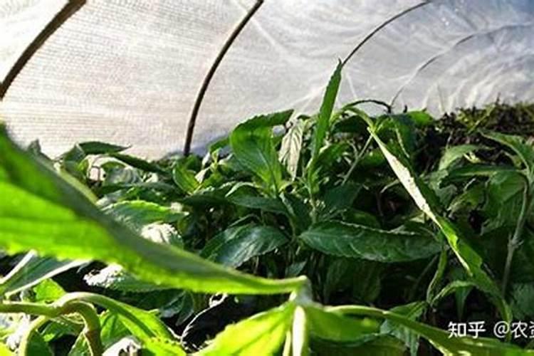 竹盐是由什么材料制成并经过怎样的过程提炼出来的？