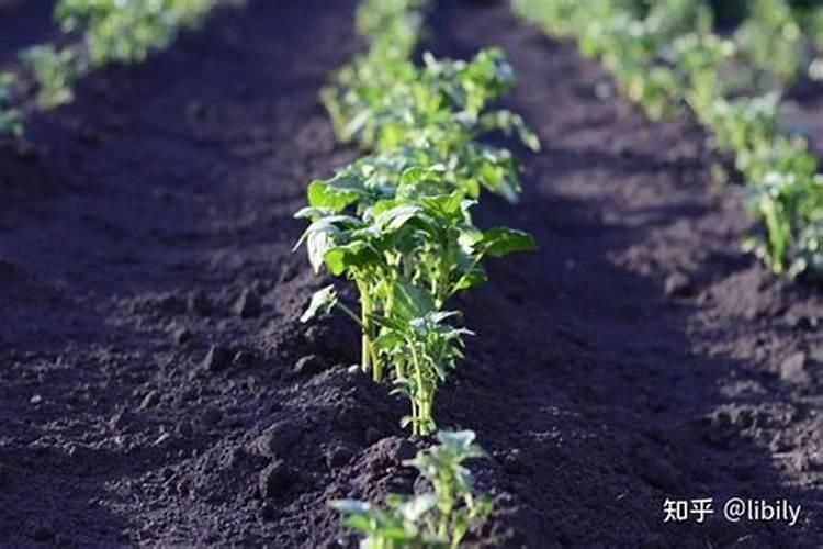 什么是大量元素、中量元素、微量元素肥