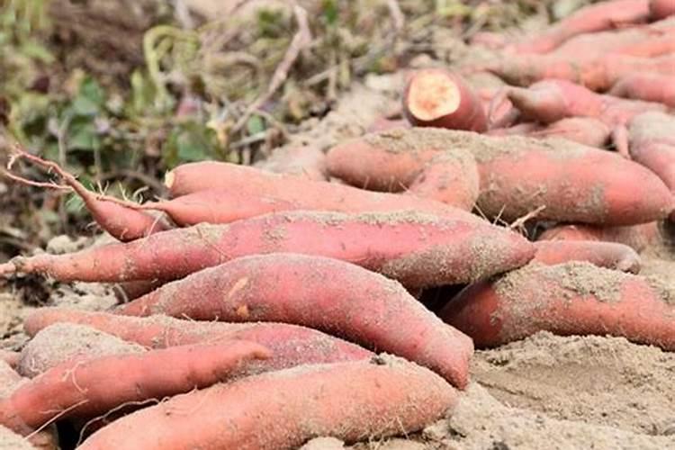 硼对滴灌作物生长的影响是什么？如何科学滴施硼肥？