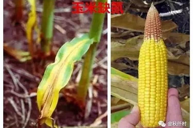 大姜种植小培土阶段可以用高氮水溶肥吗？