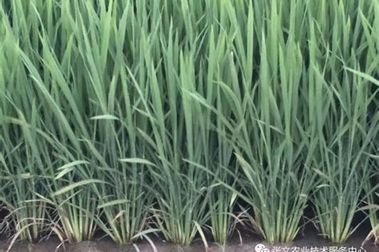 请问专家:中稻田在什么时间段施钾肥,标准亩施多少？