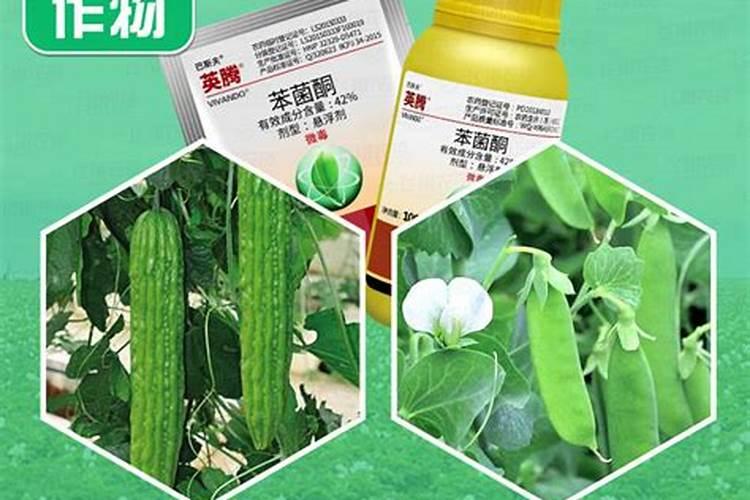 甜瓜立枯病用什么最好