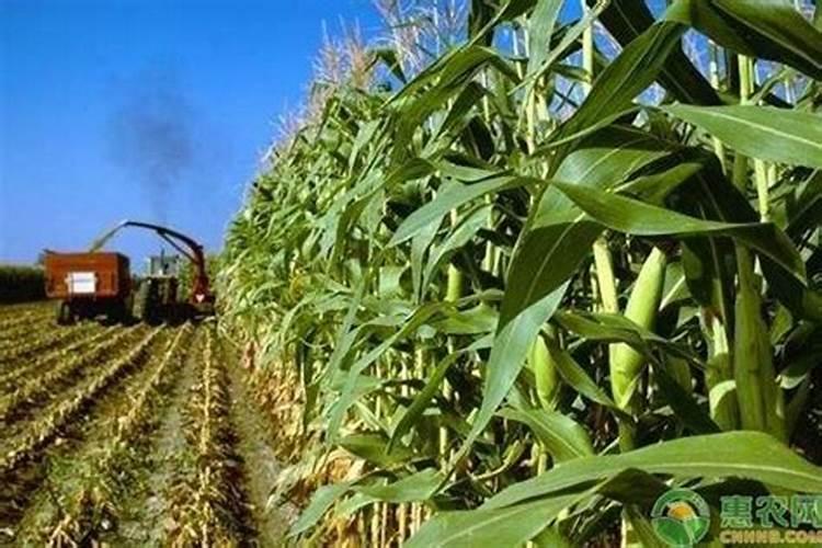 高磷水溶肥怎么使用？