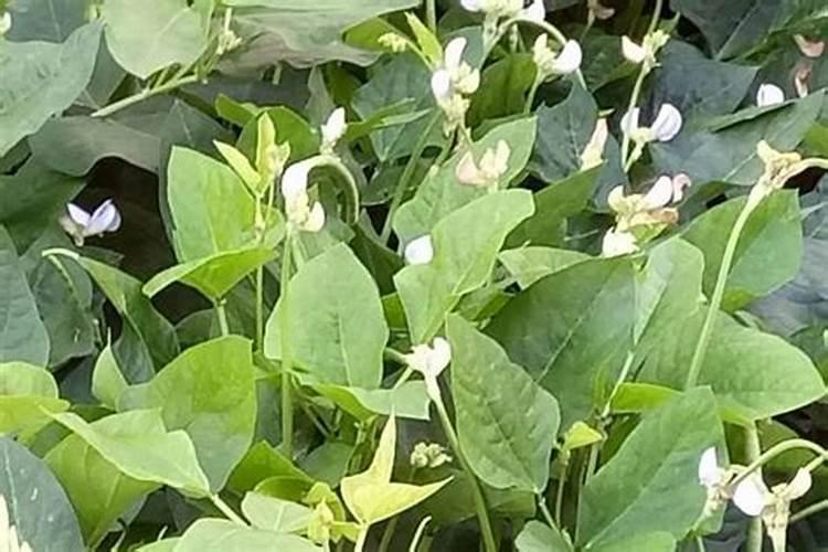 豇豆怎样施肥产量高