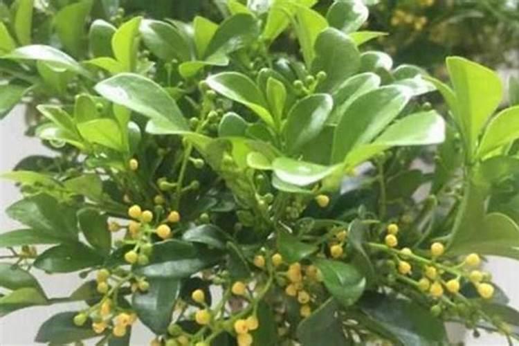 米兰花如何养殖？