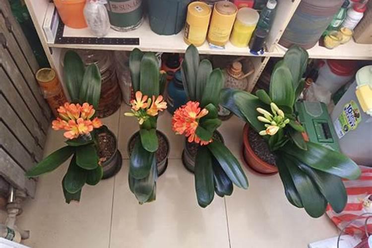 君子兰怎么施肥,君子兰什么时候施肥好