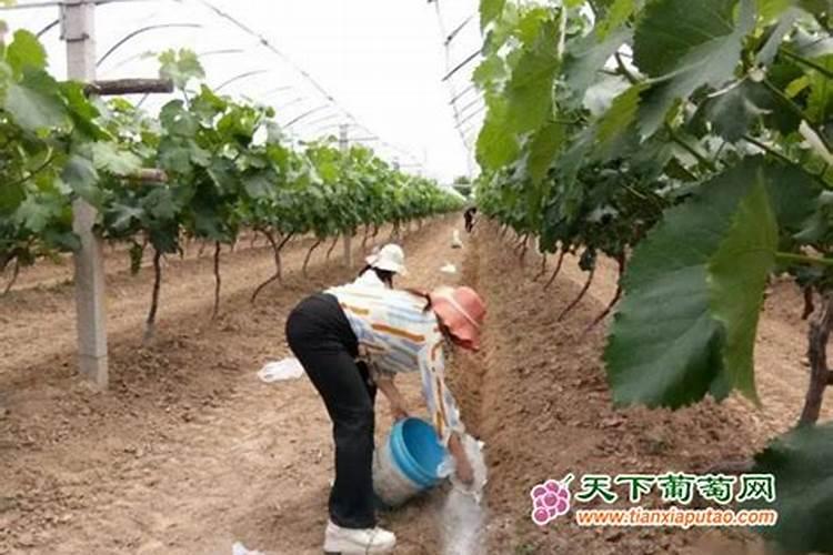 碳酸钾可以做肥料吗