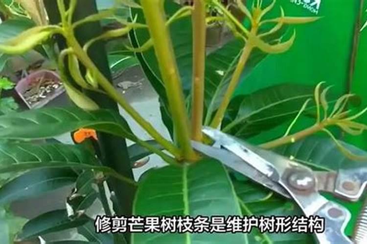 芒果树用什么肥料最好
