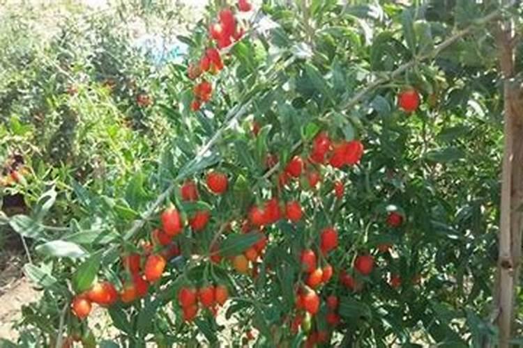 野生枸杞怎么晒干保存