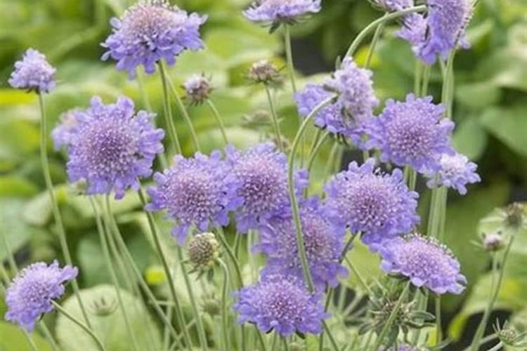 高浓度硫酸钾复合肥适合种哪些作物